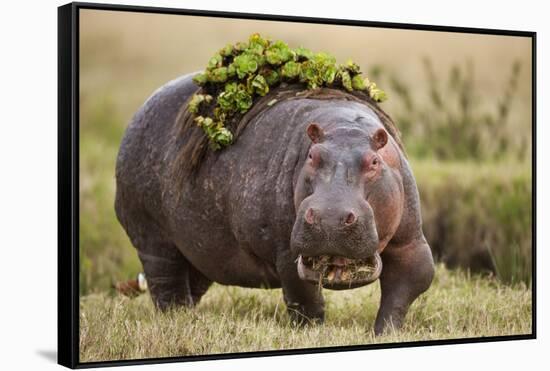 Hippopotomaus Walking on Savanna with Vegetation on it's Back-Paul Souders-Framed Stretched Canvas