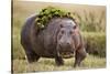 Hippopotomaus Walking on Savanna with Vegetation on it's Back-Paul Souders-Stretched Canvas