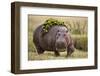 Hippopotomaus Walking on Savanna with Vegetation on it's Back-Paul Souders-Framed Premium Photographic Print