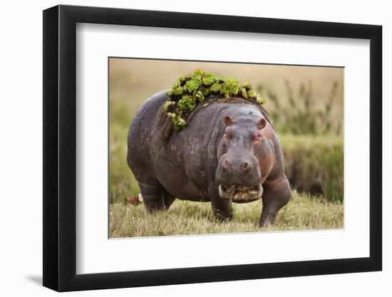 Hippopotomaus Walking on Savanna with Vegetation on it's Back-Paul Souders-Framed Premium Photographic Print