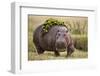 Hippopotomaus Walking on Savanna with Vegetation on it's Back-Paul Souders-Framed Premium Photographic Print