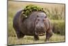 Hippopotomaus Walking on Savanna with Vegetation on it's Back-Paul Souders-Mounted Premium Photographic Print