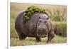 Hippopotomaus Walking on Savanna with Vegetation on it's Back-Paul Souders-Framed Photographic Print