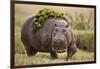 Hippopotomaus Walking on Savanna with Vegetation on it's Back-Paul Souders-Framed Photographic Print