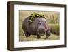 Hippopotomaus Walking on Savanna with Vegetation on it's Back-Paul Souders-Framed Photographic Print