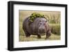 Hippopotomaus Walking on Savanna with Vegetation on it's Back-Paul Souders-Framed Photographic Print