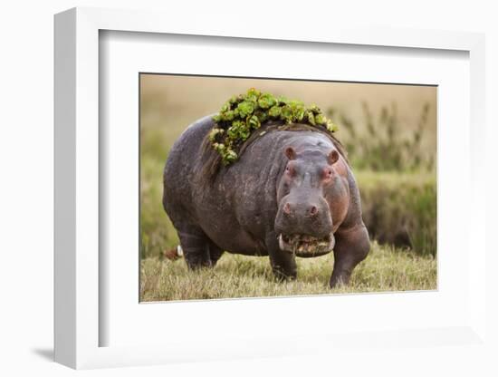 Hippopotomaus Walking on Savanna with Vegetation on it's Back-Paul Souders-Framed Photographic Print