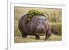 Hippopotomaus Walking on Savanna with Vegetation on it's Back-Paul Souders-Framed Photographic Print