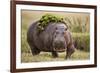 Hippopotomaus Walking on Savanna with Vegetation on it's Back-Paul Souders-Framed Photographic Print