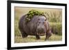 Hippopotomaus Walking on Savanna with Vegetation on it's Back-Paul Souders-Framed Photographic Print