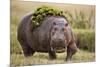 Hippopotomaus Walking on Savanna with Vegetation on it's Back-Paul Souders-Mounted Photographic Print