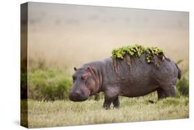 Hippopotomaus Walking on Savanna with Water Plants on it's Back-Paul Souders-Stretched Canvas