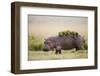 Hippopotomaus Walking on Savanna with Water Plants on it's Back-Paul Souders-Framed Premium Photographic Print