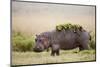 Hippopotomaus Walking on Savanna with Water Plants on it's Back-Paul Souders-Mounted Premium Photographic Print