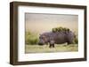 Hippopotomaus Walking on Savanna with Water Plants on it's Back-Paul Souders-Framed Photographic Print