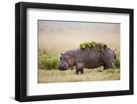 Hippopotomaus Walking on Savanna with Water Plants on it's Back-Paul Souders-Framed Photographic Print