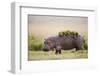 Hippopotomaus Walking on Savanna with Water Plants on it's Back-Paul Souders-Framed Photographic Print