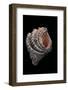 Hippopus Hippopus-Paul Starosta-Framed Photographic Print