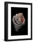 Hippopus Hippopus-Paul Starosta-Framed Photographic Print