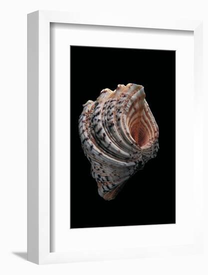 Hippopus Hippopus-Paul Starosta-Framed Photographic Print