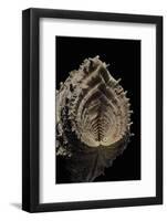 Hippopus Hippopus-Paul Starosta-Framed Photographic Print