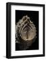 Hippopus Hippopus-Paul Starosta-Framed Photographic Print