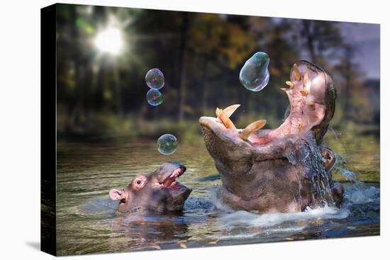 Hippos and Bubbles-Lantern Press-Stretched Canvas