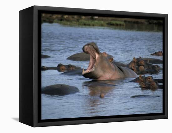 Hippos, Chobe National Park, Botswana, Africa-Jane Sweeney-Framed Stretched Canvas
