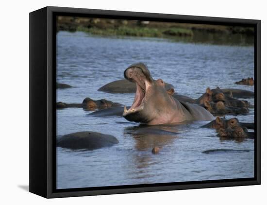 Hippos, Chobe National Park, Botswana, Africa-Jane Sweeney-Framed Stretched Canvas