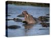 Hippos, Chobe National Park, Botswana, Africa-Jane Sweeney-Stretched Canvas