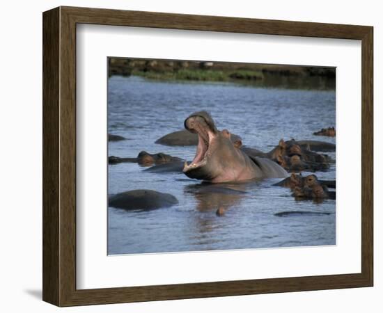 Hippos, Chobe National Park, Botswana, Africa-Jane Sweeney-Framed Photographic Print