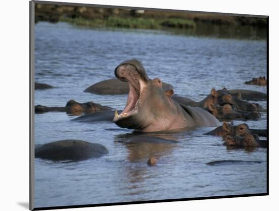 Hippos, Chobe National Park, Botswana, Africa-Jane Sweeney-Mounted Photographic Print