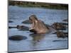 Hippos, Chobe National Park, Botswana, Africa-Jane Sweeney-Mounted Photographic Print