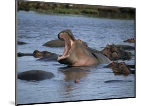 Hippos, Chobe National Park, Botswana, Africa-Jane Sweeney-Mounted Photographic Print