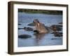 Hippos, Chobe National Park, Botswana, Africa-Jane Sweeney-Framed Photographic Print