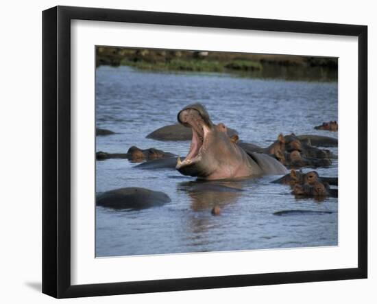 Hippos, Chobe National Park, Botswana, Africa-Jane Sweeney-Framed Photographic Print