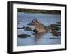 Hippos, Chobe National Park, Botswana, Africa-Jane Sweeney-Framed Photographic Print