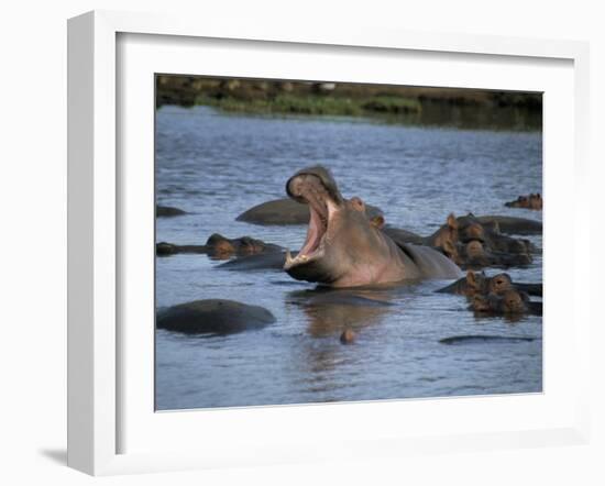 Hippos, Chobe National Park, Botswana, Africa-Jane Sweeney-Framed Photographic Print