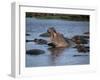 Hippos, Chobe National Park, Botswana, Africa-Jane Sweeney-Framed Photographic Print