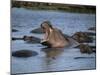 Hippos, Chobe National Park, Botswana, Africa-Jane Sweeney-Mounted Photographic Print