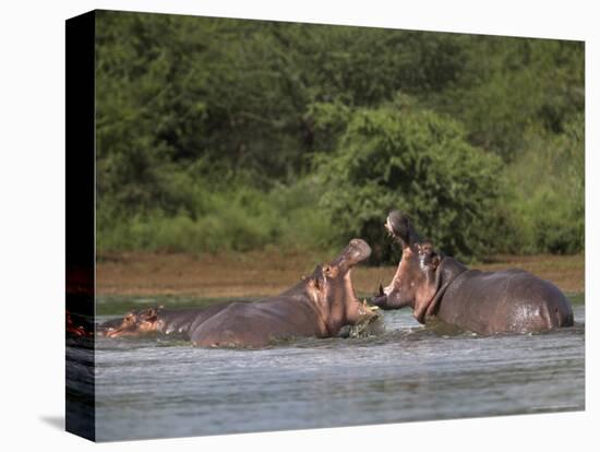 Hippos Fighting in Kruger National Park, Mpumalanga, South Africa-Ann & Steve Toon-Stretched Canvas