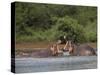 Hippos Fighting in Kruger National Park, Mpumalanga, South Africa-Ann & Steve Toon-Stretched Canvas