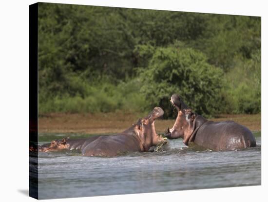 Hippos Fighting in Kruger National Park, Mpumalanga, South Africa-Ann & Steve Toon-Stretched Canvas