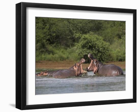 Hippos Fighting in Kruger National Park, Mpumalanga, South Africa-Ann & Steve Toon-Framed Premium Photographic Print