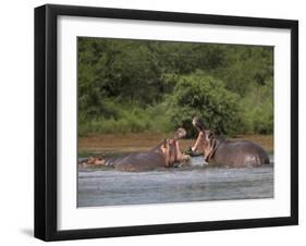 Hippos Fighting in Kruger National Park, Mpumalanga, South Africa-Ann & Steve Toon-Framed Premium Photographic Print