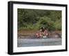 Hippos Fighting in Kruger National Park, Mpumalanga, South Africa-Ann & Steve Toon-Framed Premium Photographic Print