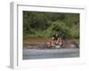 Hippos Fighting in Kruger National Park, Mpumalanga, South Africa-Ann & Steve Toon-Framed Premium Photographic Print