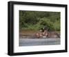 Hippos Fighting in Kruger National Park, Mpumalanga, South Africa-Ann & Steve Toon-Framed Photographic Print