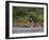 Hippos Fighting in Kruger National Park, Mpumalanga, South Africa-Ann & Steve Toon-Framed Photographic Print