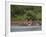 Hippos Fighting in Kruger National Park, Mpumalanga, South Africa-Ann & Steve Toon-Framed Photographic Print